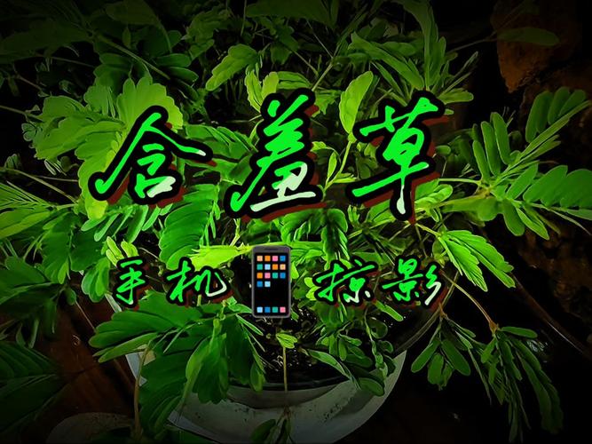 意大利三级电影推荐的相关介绍